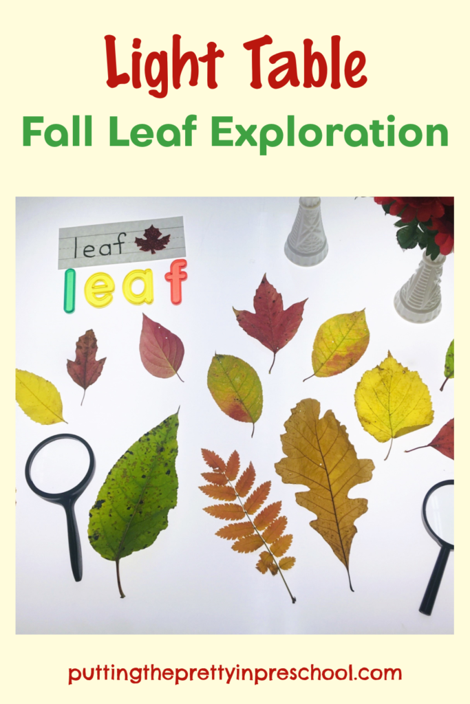 This light table leaf exploration activity takes nature indoors, It is easy and economical to set up, and has many learning opportunities.