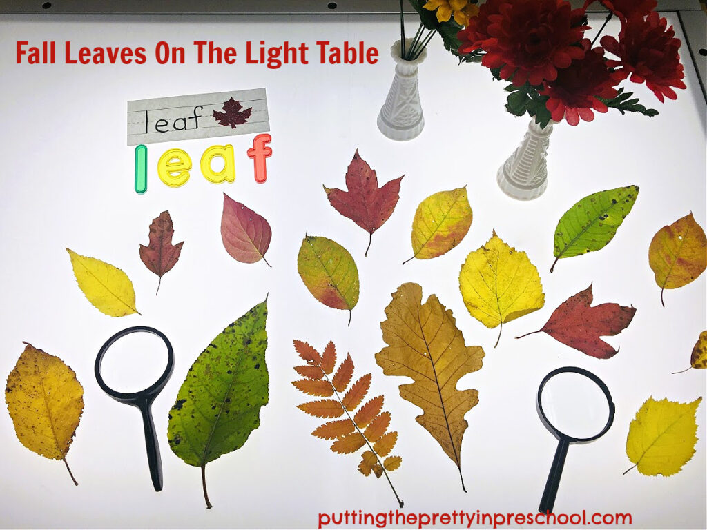 Fall leaves look extra pretty on the light table. And this leafy center has many learning opportunities.
