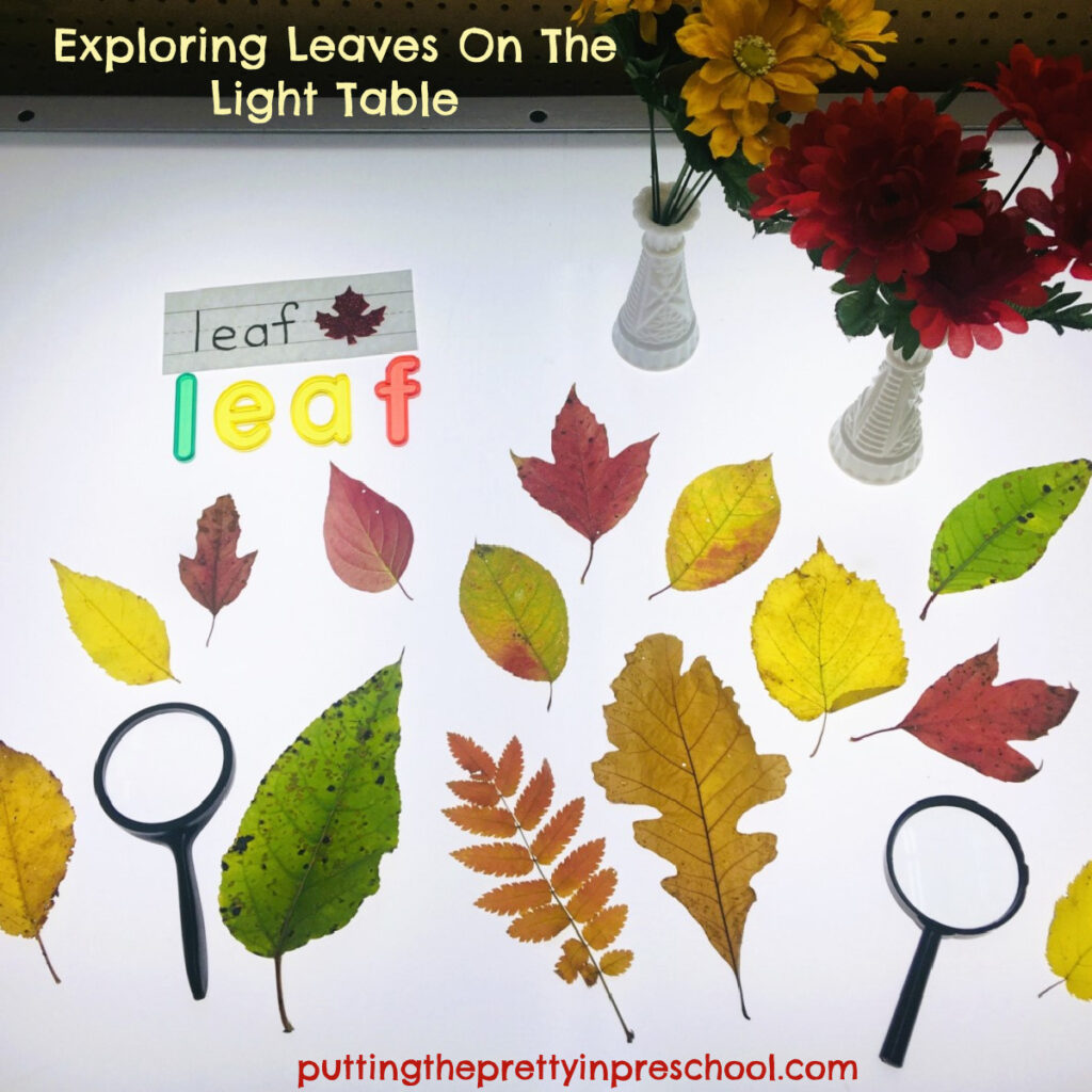 Exploring leaves is super fun on the light table. Magnifying glasses and the word "leaf" add learning possibilities to the center.
