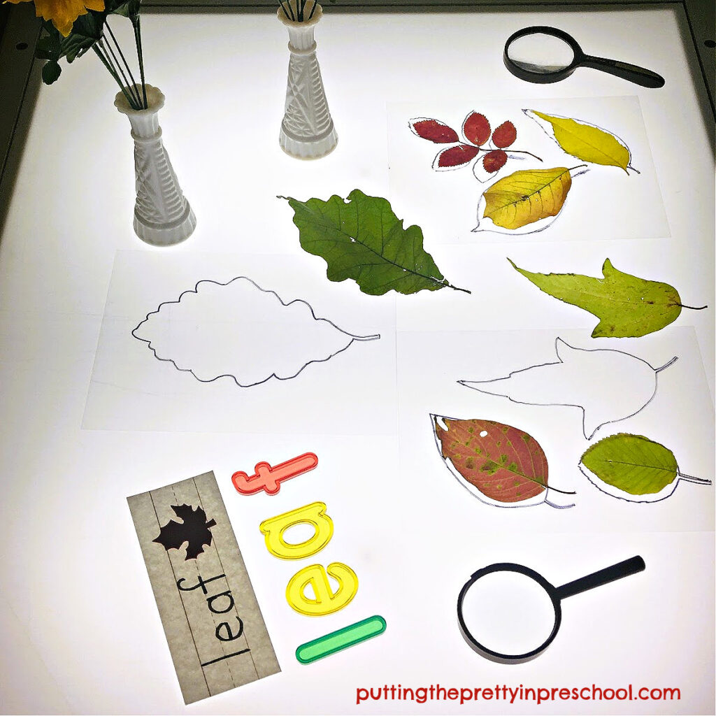Leaf matching on the light table is easy with silhouettes drawn on overhead transparencies.