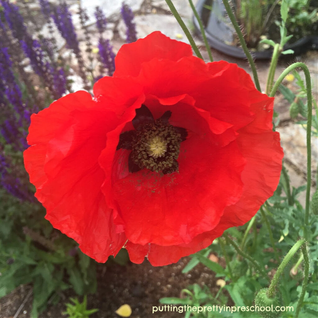 How to make stunning gadget printmaking poppy art.