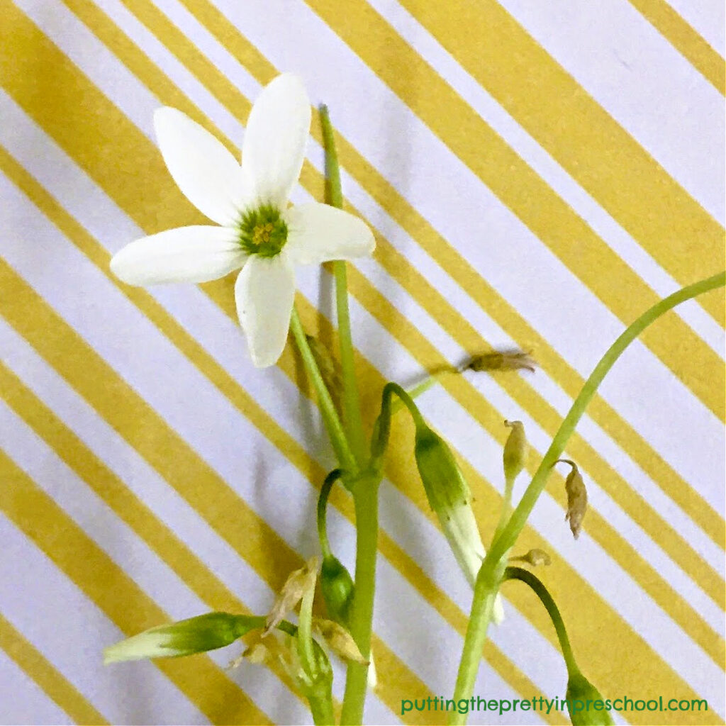 A tiny white flower on an Oxalis Regnellii plant.