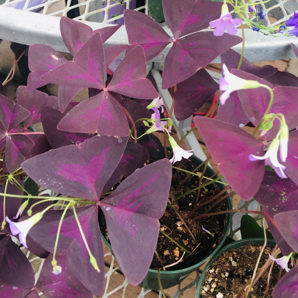 A purple shamrock plant with compound leaves composed of three triangular leaflets.