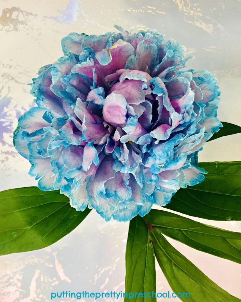 Try this easy-to-do dyed peony science experiment today. This activity shows how water travels up peony stems and flows through leaves and petals.