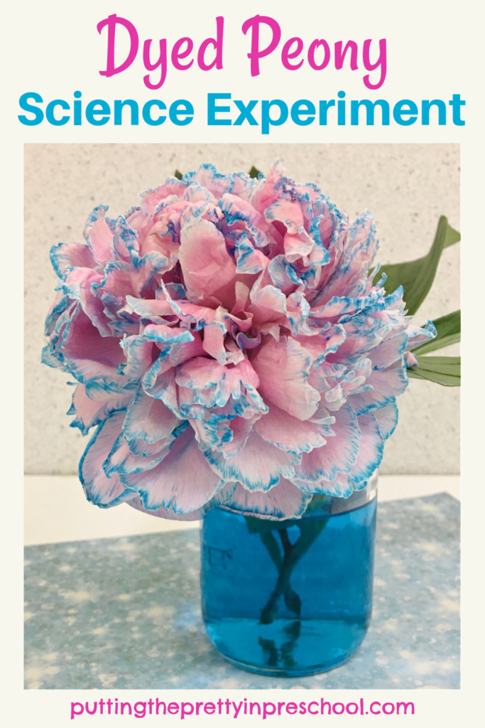 This simple dyed peony science experiment shows how water travels through plants. An all-ages activity everyone will enjoy.