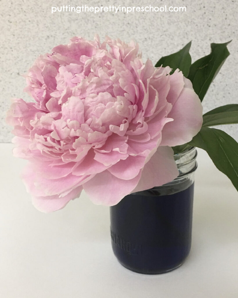 Try this easy-to-do dyed peony science experiment today. This activity shows how water travels up peony stems and flows through leaves and petals.