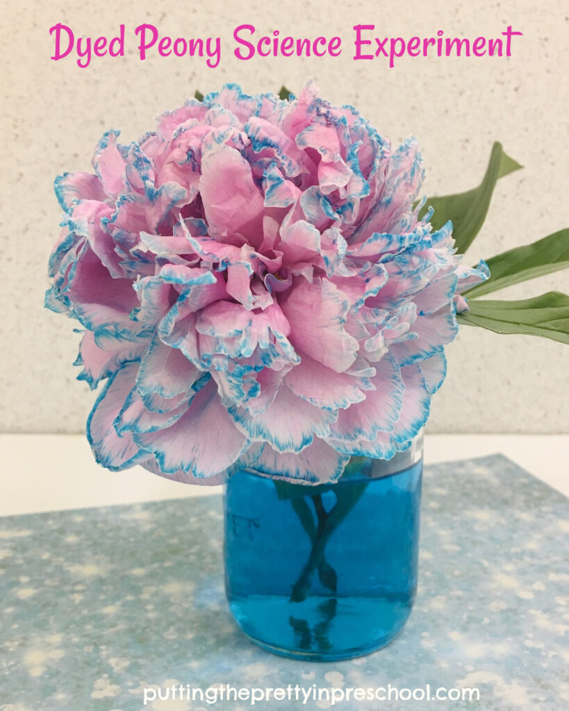 This simple dyed peony science experiment shows how water travels through plants. An all-ages activity everyone will enjoy.