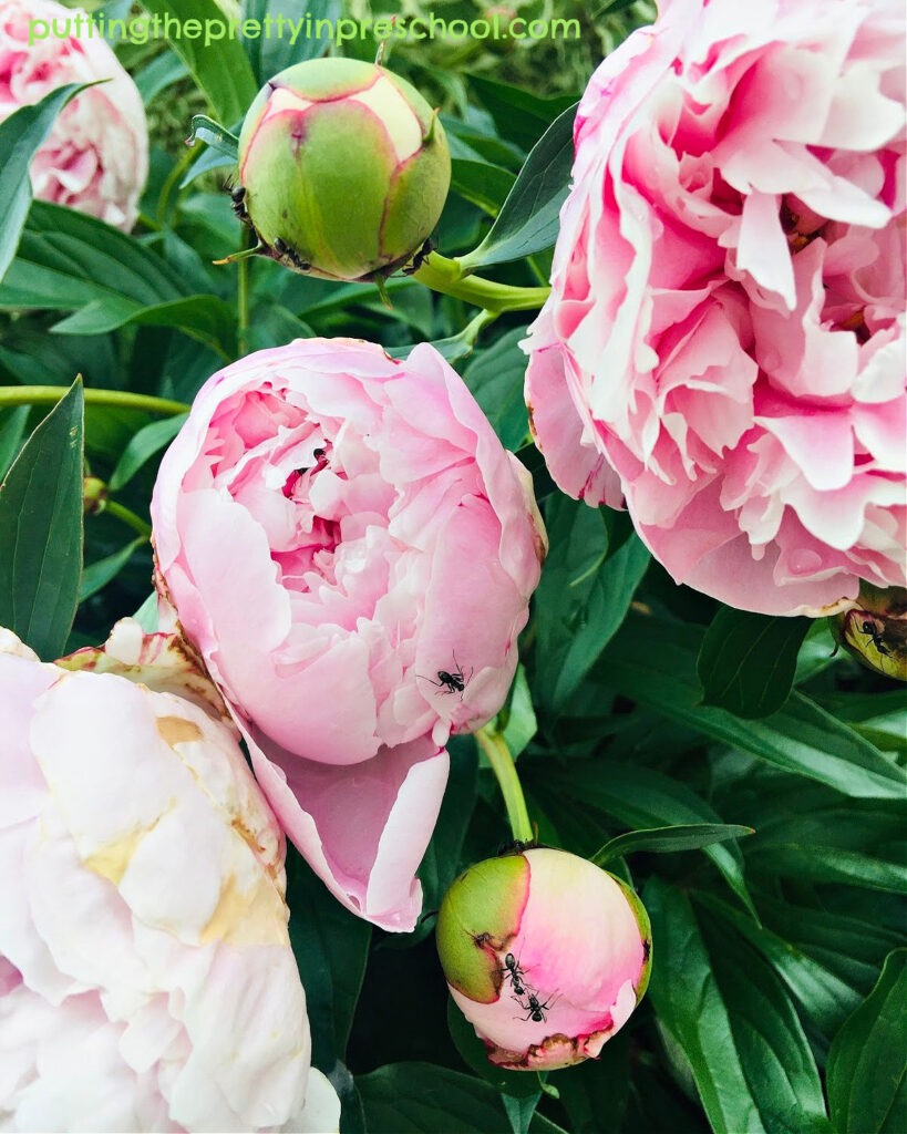Pretty light pink peony flowers and buds. Peony blooms are showstoppers during the summer season.