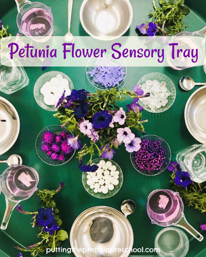 Purple-hued flowers are the stars of the show in this petunia flower sensory tray your little learners will love to explore.