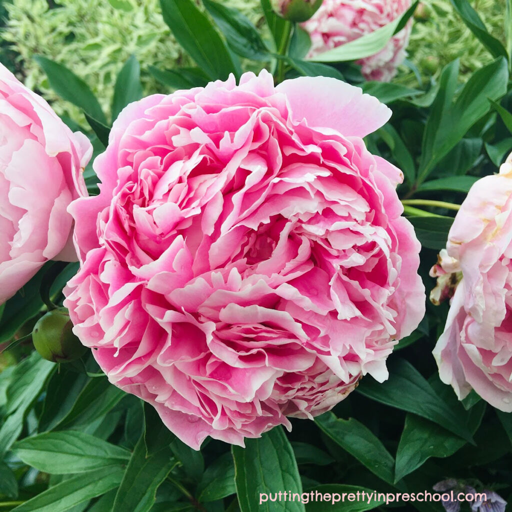 Large, light pink peony blooms are showstoppers during the summer season.