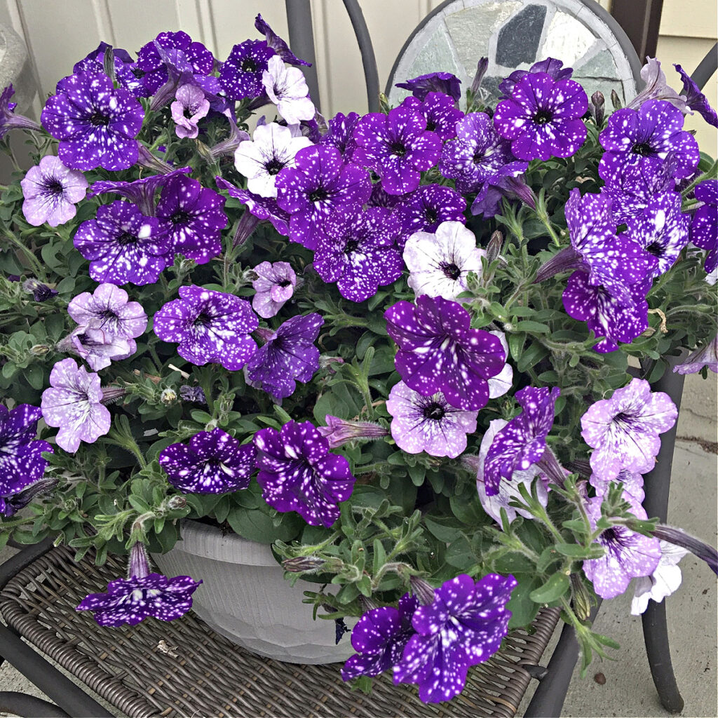 This showy starry sky petunia plant is the perfect addition to your patio. Trimmed sprigs are repurposed in a petunia flower sensory tray.