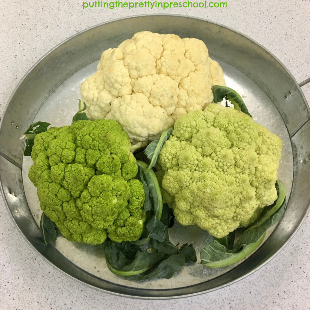 Three cauliflower colors spotted at a farmer's market to use in a vegetable tray or a roasted dish.