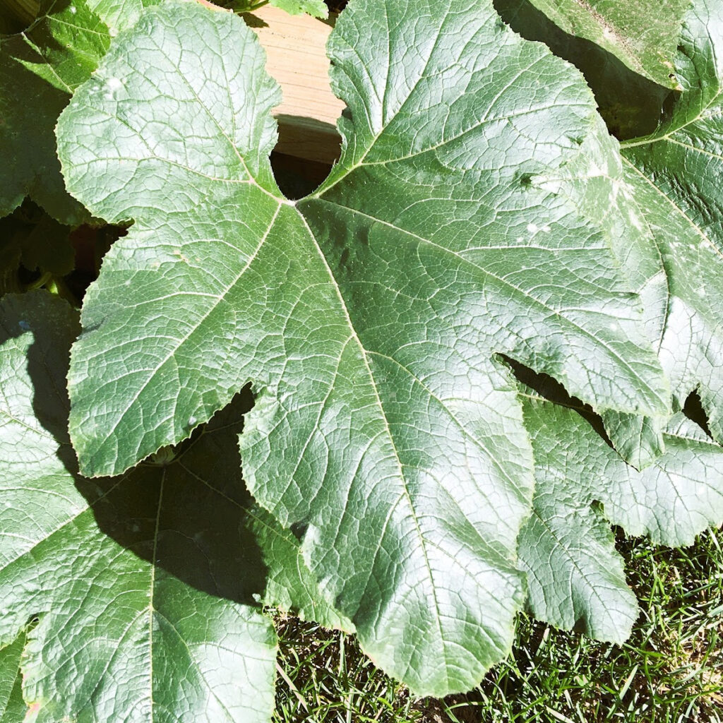 A large pumpkin leaf on a vine can be picked and used in a transient art painting activity.