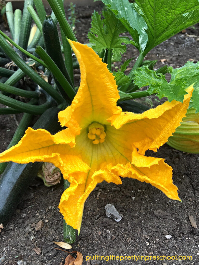 A gorgeous star-shaped flower on a zucchini plant.