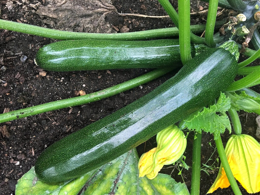 Zucchini ready to be harvested in mid summer.