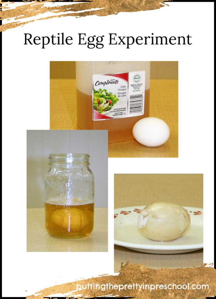 reptile egg science experiment