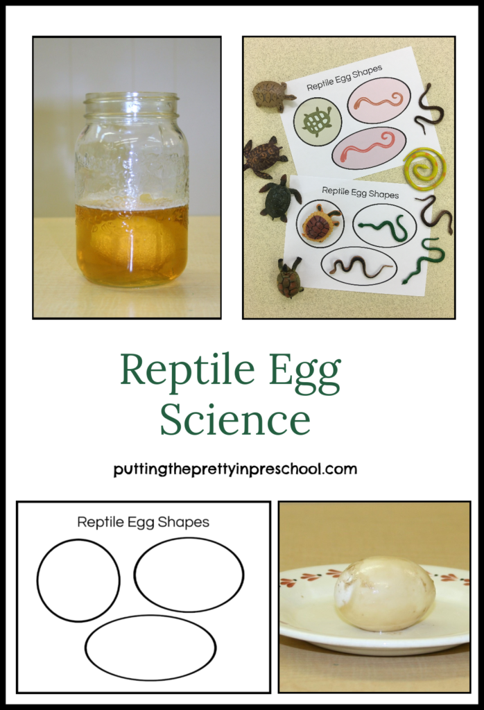 reptile egg science experiment