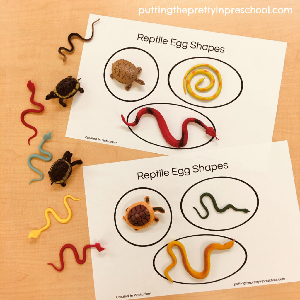 Match snakes and turtles to their corresponding egg shapes.