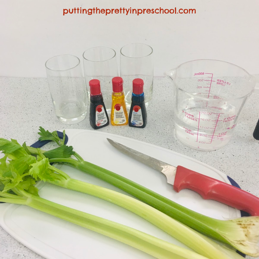 Celery and food coloring experiment supplies.
