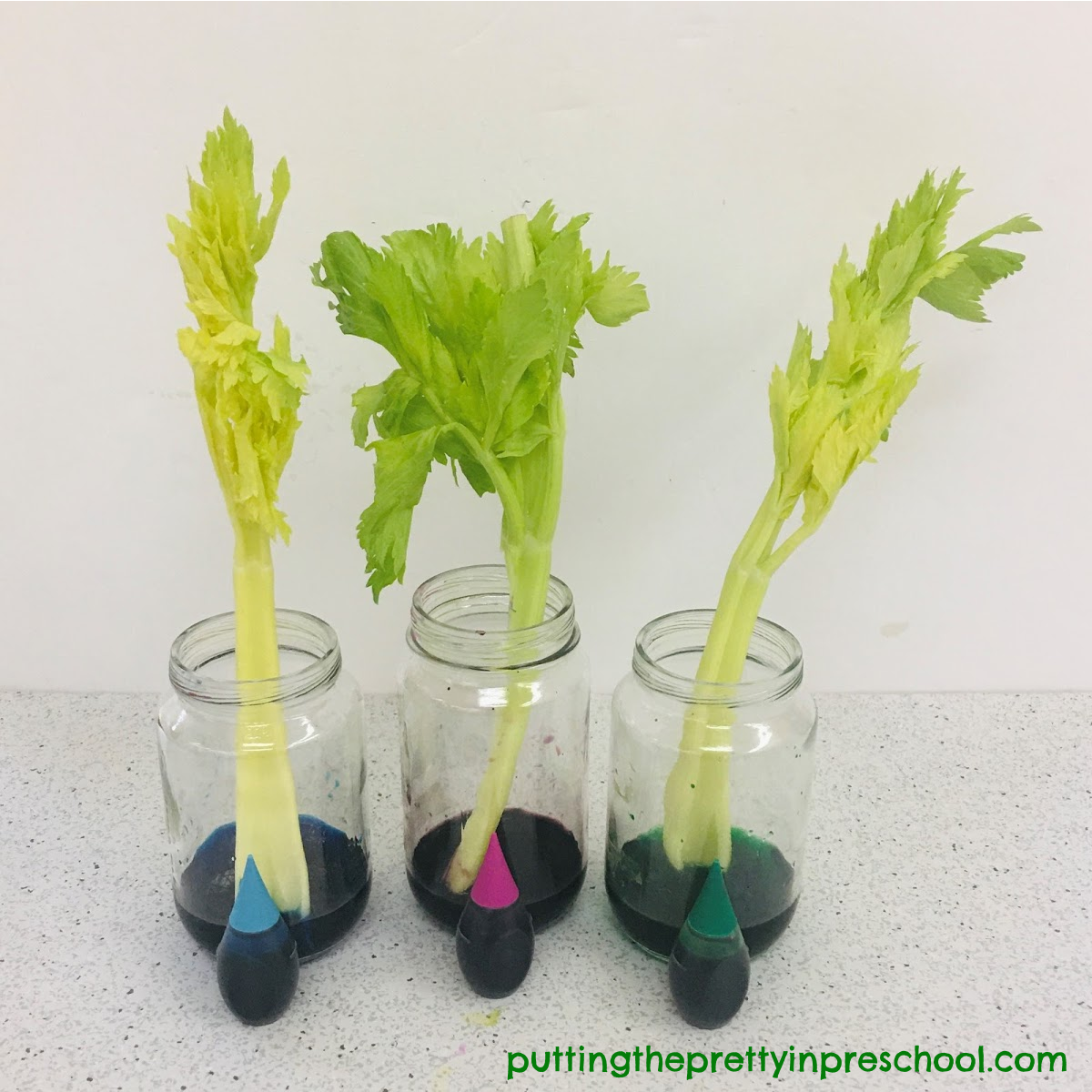 Celery Science Experiment