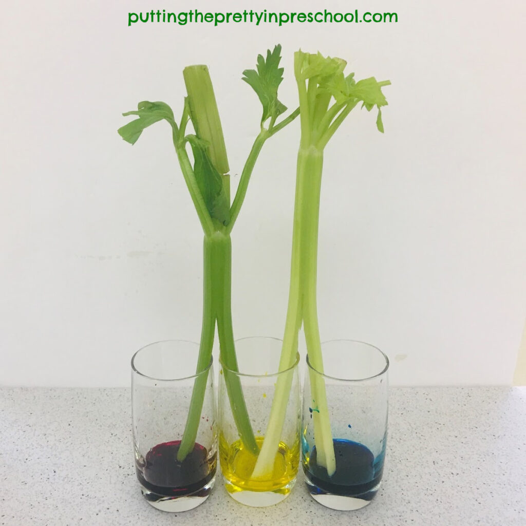 Celery Science Experiment