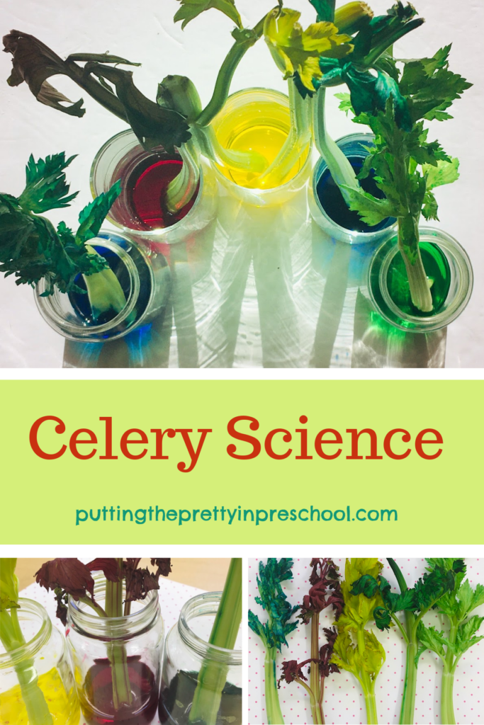 Celery Food Coloring Science Experiment