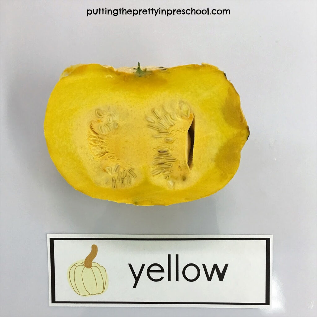 Yellow pumpkin showing pulp and seeds.