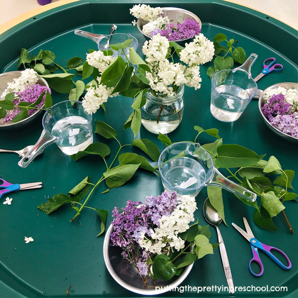 Lilac flowers are the stars of this aromatic sensory play invitation.