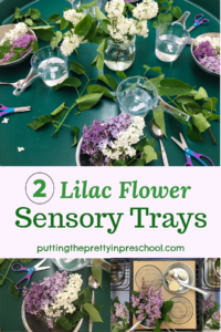 Two low-cost lilac flower sensory trays your early learners will love to explore. The DIY mud kitchen is a must-try!