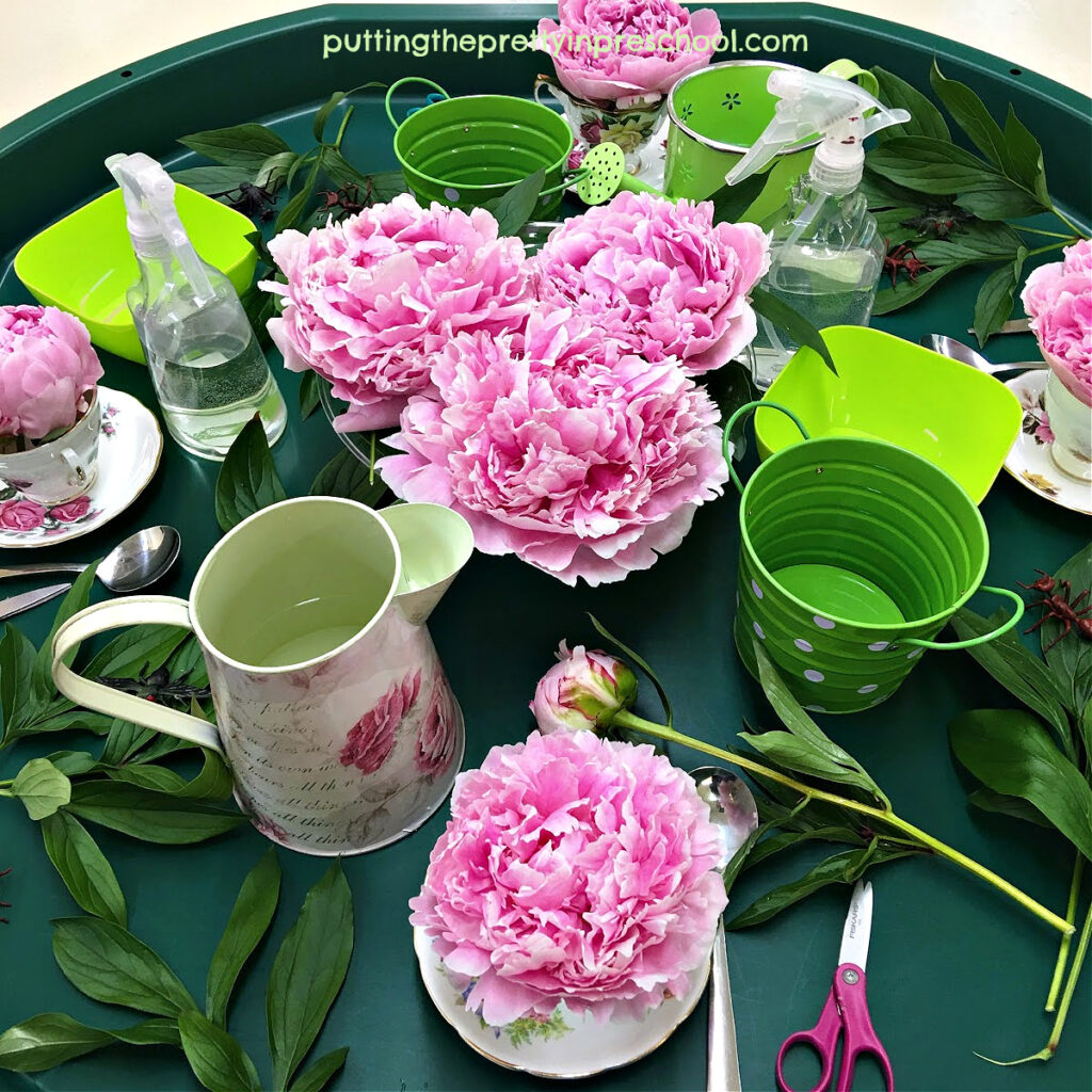 An easy-to-set-up flower-themed sensory tray that features teacups and show-stopping peony flowers.