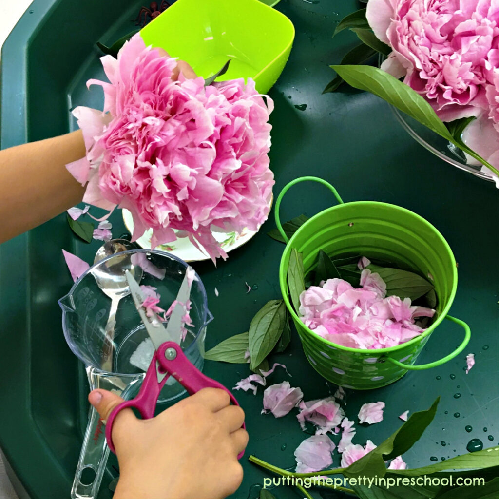 Early learners get plenty of practice with scissor skills and eye-hand coordination in this peony flower sensory play invitation.