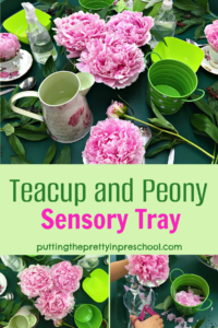 This beautiful teacup and peony sensory tray allows for practice with scissors skills and eye-hand coordination. Peony facts are included.