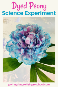 This simple dyed peony science experiment shows how water travels through plants. An all-ages activity everyone will enjoy.