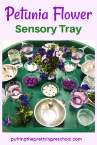 Purple-hued flowers are the stars of the show in this petunia flower sensory tray your little learners will love to explore.